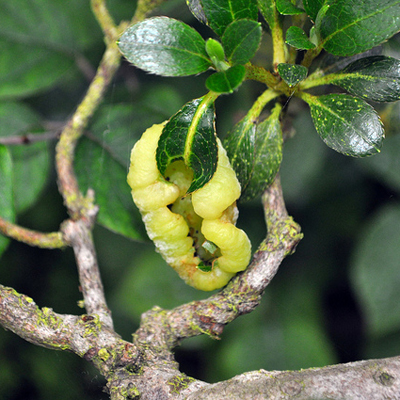 azalea leaf gall