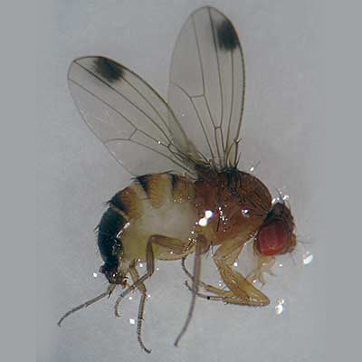 spotted wing fruit fly