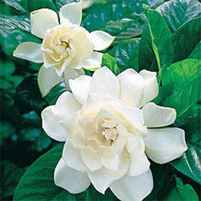 gardenia 2