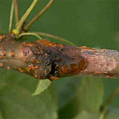 bacterial canker