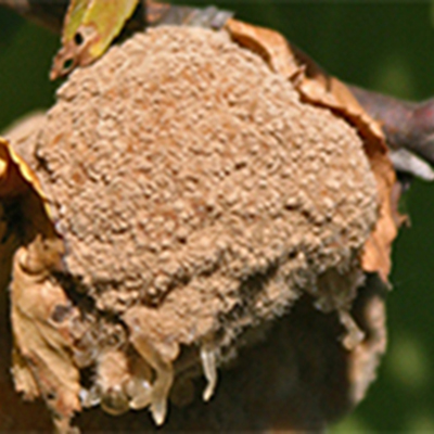 brown rot