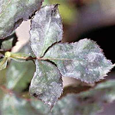 mildew rose leaf
