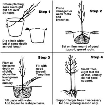 planting bare root 1
