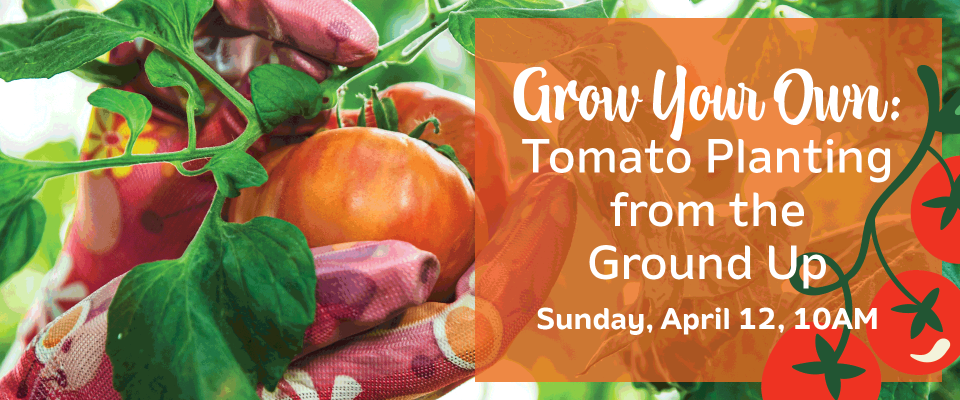 Grow Your Own: Tomato Planting from the Ground Up