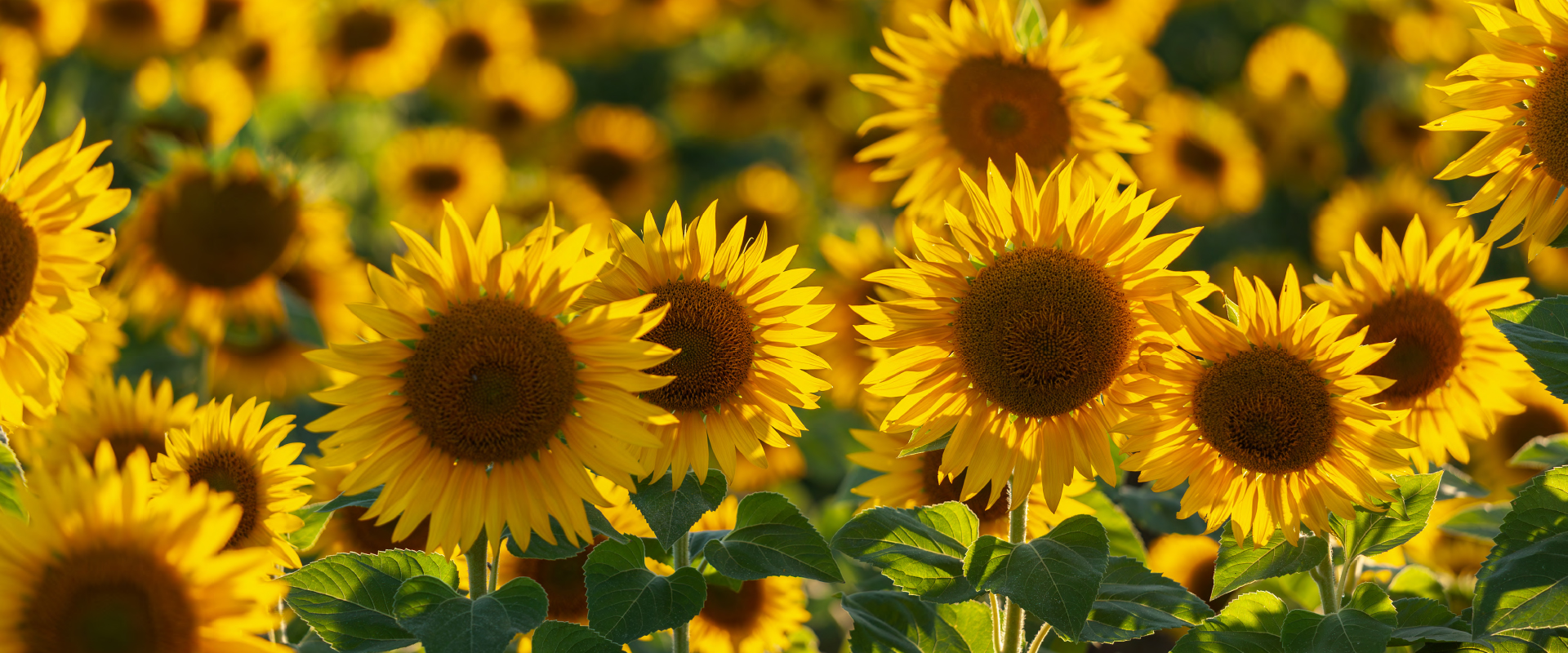 field of large yellow sunflowers