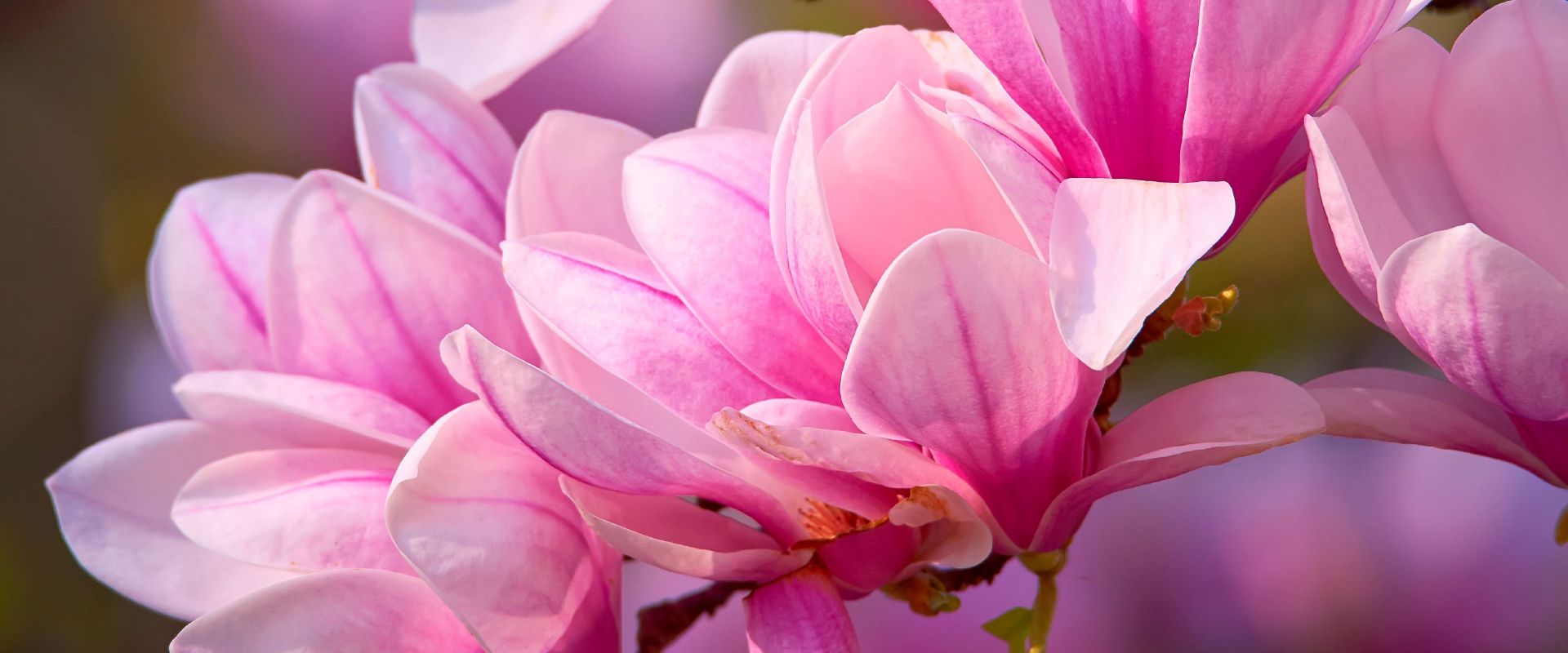 pink magnolia tree flowers on a branch