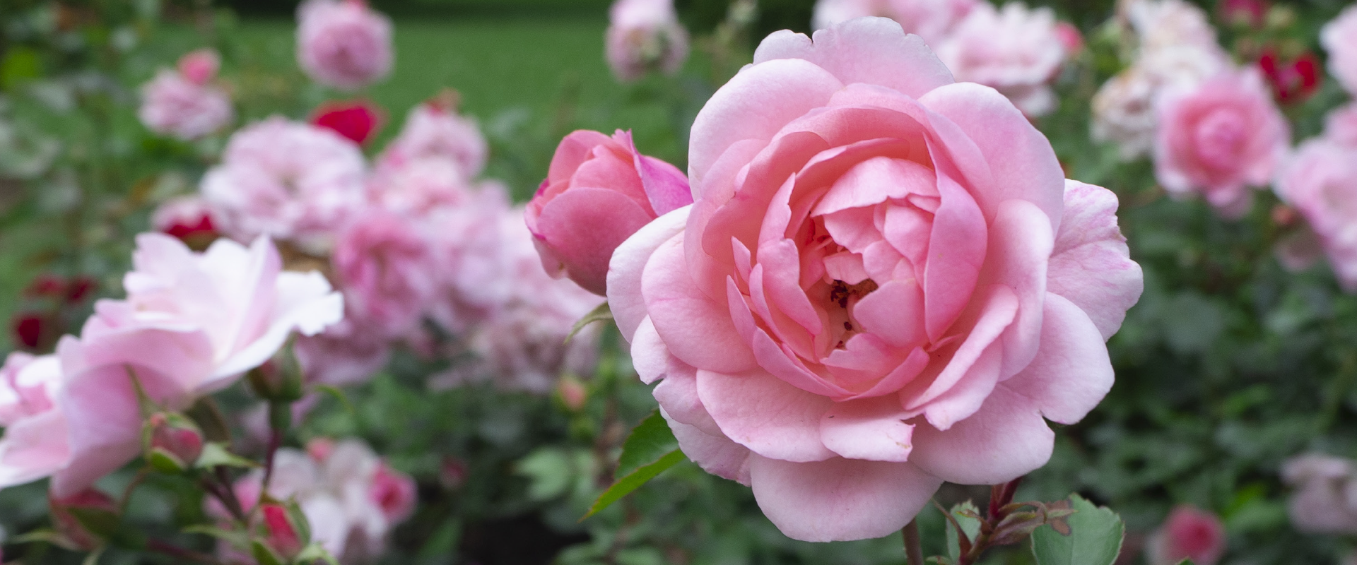 Red ball ornaments and small gold lights on close-up christmas tree branches