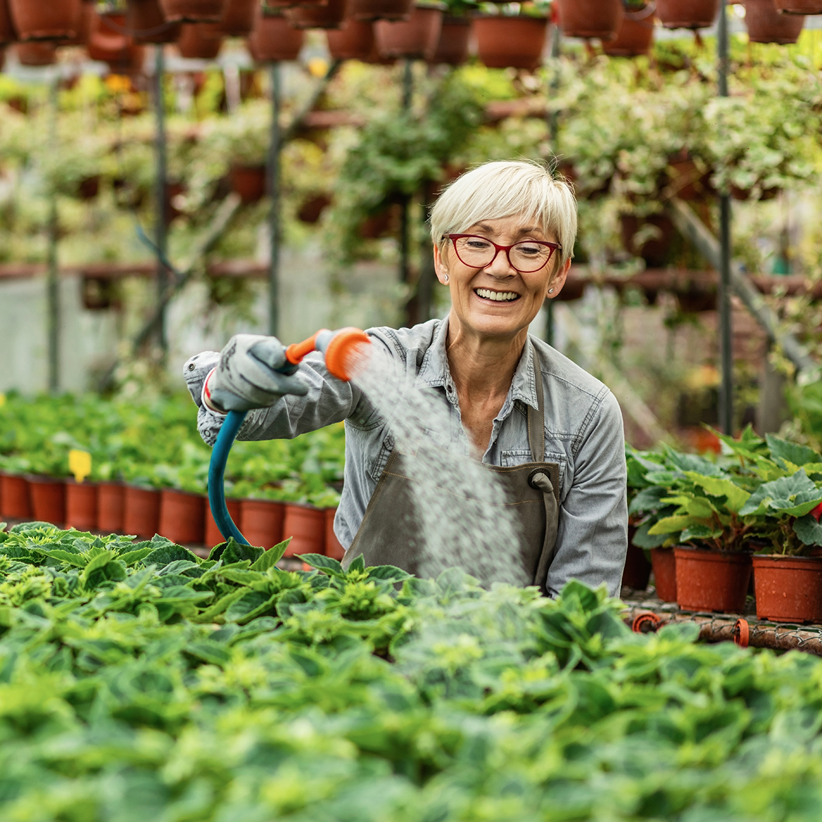 Happy female gardener watering potted flowers with garden hose in plant nursery.