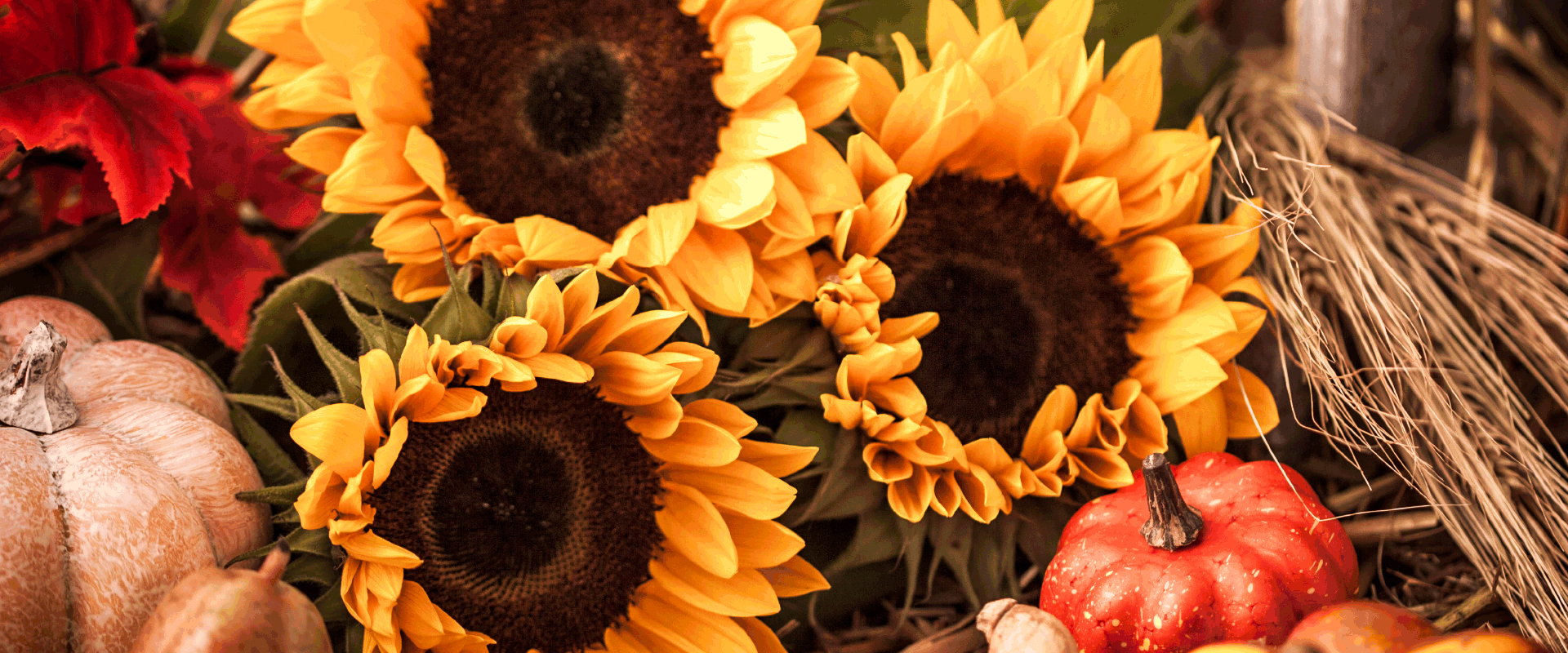 Large orange pumpkins in a wagon.