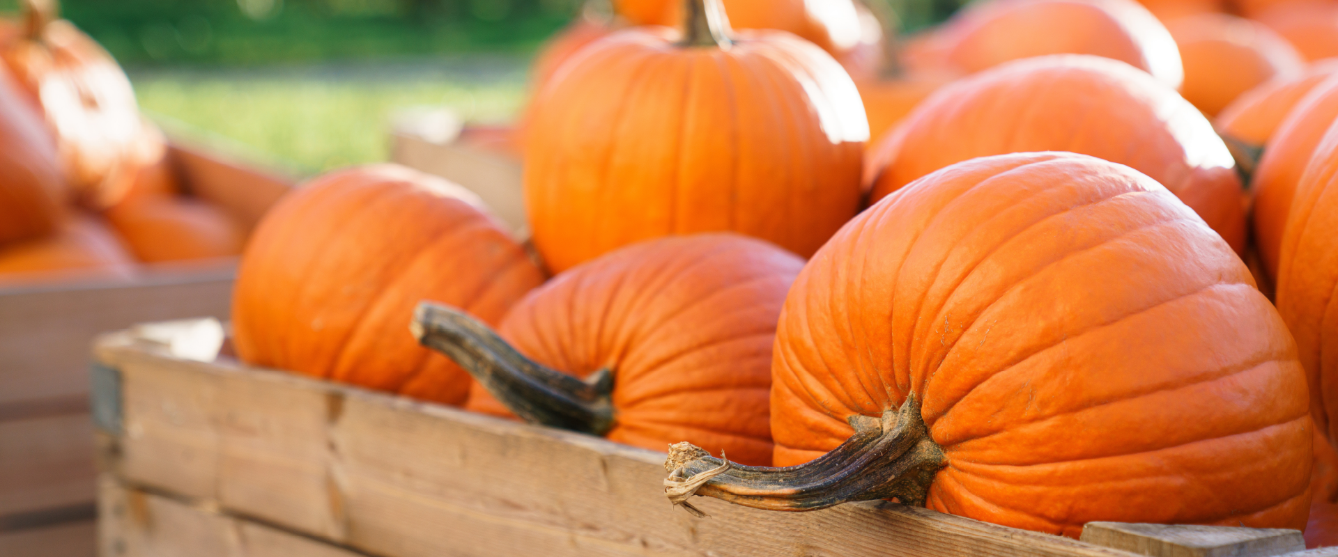 Large orange pumpkins in a wagon.